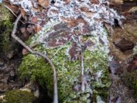 Raureif an bemoostem Felsen am Zellgrabenbach mit eisüberzogener Astspitze
